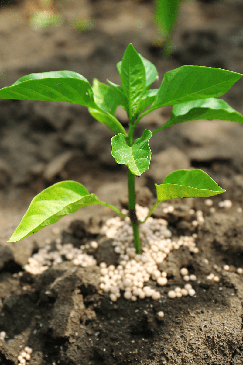 Directorio de empresas